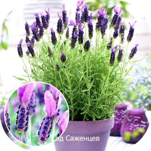 Лаванда Виктори Лаванда Виктори