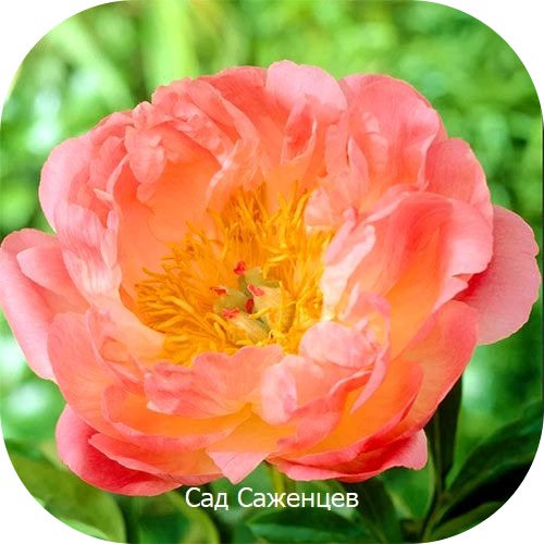 Пионы Корал Бич > фото, описание